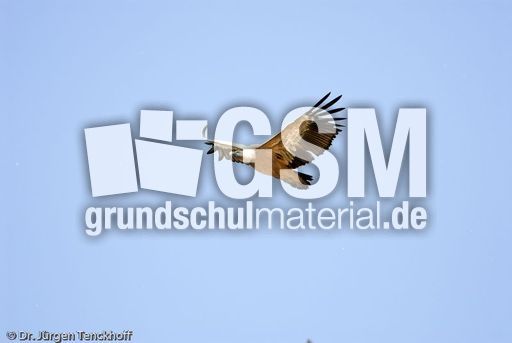 Mönchsgeier (4 von 9).jpg